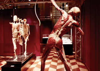 Real Bodies a Catania, in programma una mostra di corpi umani
