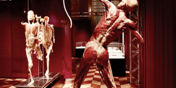 Real Bodies a Catania, in programma una mostra di corpi umani