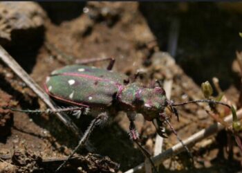 Le isole Eolie accolgono una nuova sottospecie di coleottero
