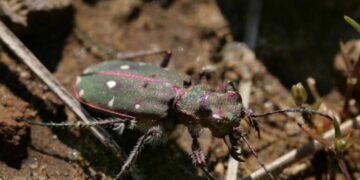Le isole Eolie accolgono una nuova sottospecie di coleottero