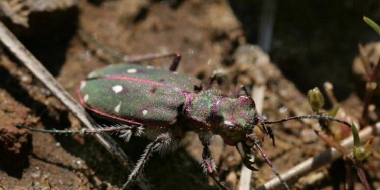 Le isole Eolie accolgono una nuova sottospecie di coleottero