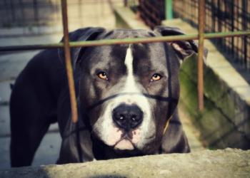 Terrasini: due pitbull feriscono quattro uomini, catturati i cani