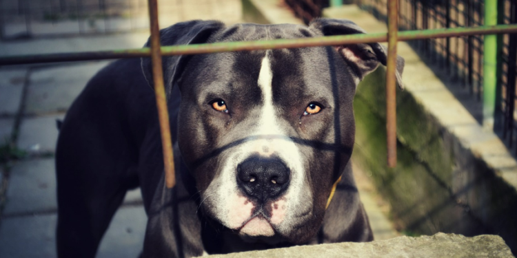 Terrasini: due pitbull feriscono quattro uomini, catturati i cani