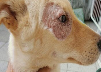 Leishmaniosi nei cani: quanto è pericolosa per gli umani?