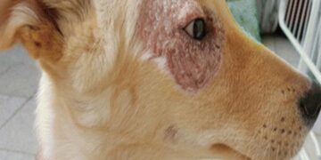 Leishmaniosi nei cani: quanto è pericolosa per gli umani?