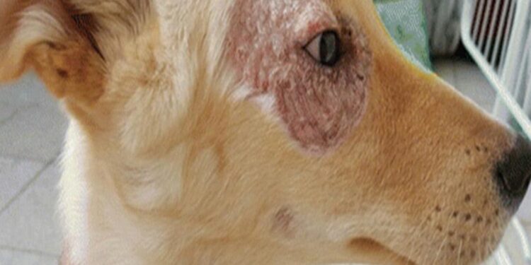 Leishmaniosi nei cani: quanto è pericolosa per gli umani?