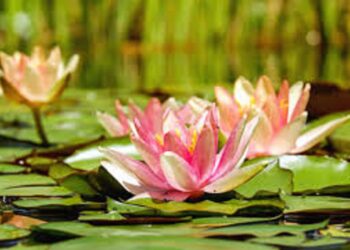 Vairagya, l’Arte del Distacco: componente fondamentale per lo yoga