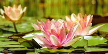 Vairagya, l’Arte del Distacco: componente fondamentale per lo yoga