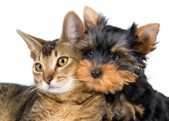 Arrivo di un cucciolo in casa: quali accorgimenti adottare?