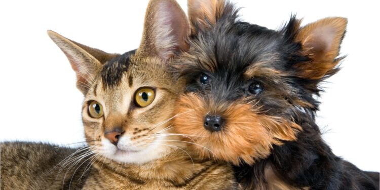 Arrivo di un cucciolo in casa: quali accorgimenti adottare?