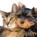 Arrivo di un cucciolo in casa: quali accorgimenti adottare?