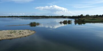 Riserva Saline di Priolo: tornano i fenicotteri, ma in grande compagnia