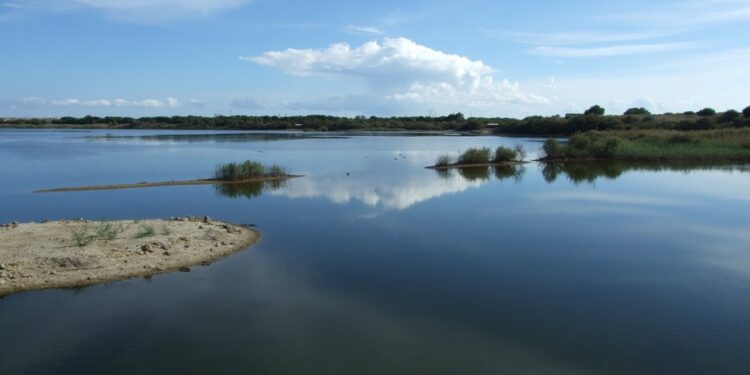 Riserva Saline di Priolo: tornano i fenicotteri, ma in grande compagnia