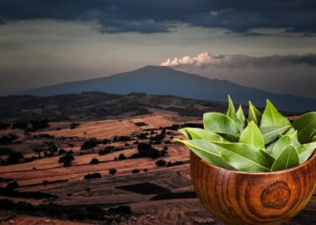 Piedi a mollo in alloro e chiodi di garofano: Catania e i rituali urbani