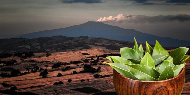 Piedi a mollo in alloro e chiodi di garofano: Catania e i rituali urbani