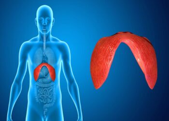 Come il diaframma può fare da ponte tra corpo e mente?