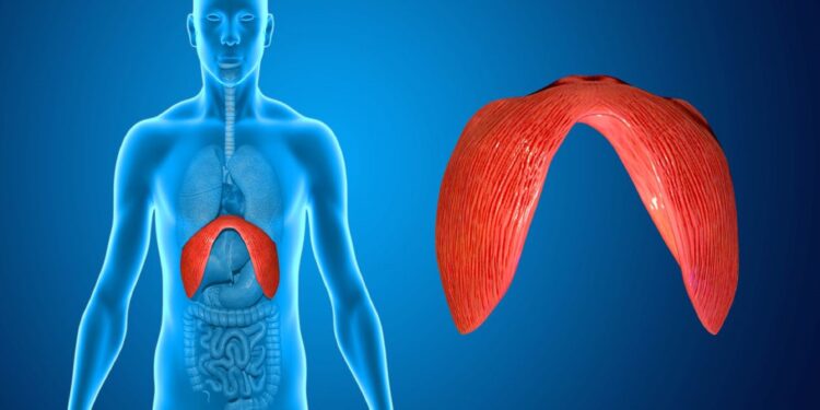 Come il diaframma può fare da ponte tra corpo e mente?