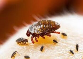 Malattie parassitarie: come prevenire, ma non solo