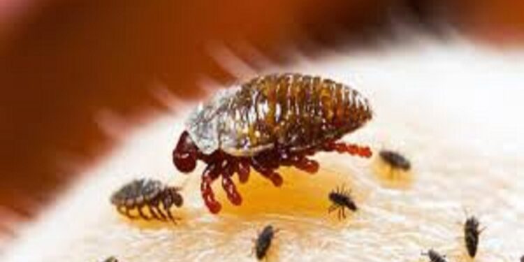 Malattie parassitarie: come prevenire, ma non solo