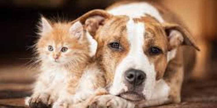 Animali domestici, il trend della spesa mensile attuale