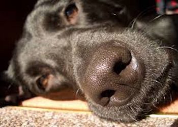 Cimurro nei cani, malattia che può causare danni permanenti