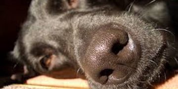 Cimurro nei cani, malattia che può causare danni permanenti