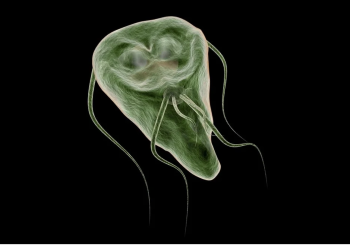 Giardiasi, malattia incubo per cani e gatti