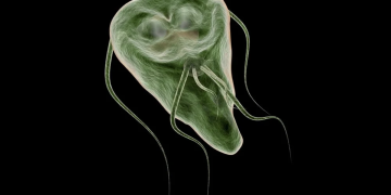 Giardiasi, malattia incubo per cani e gatti