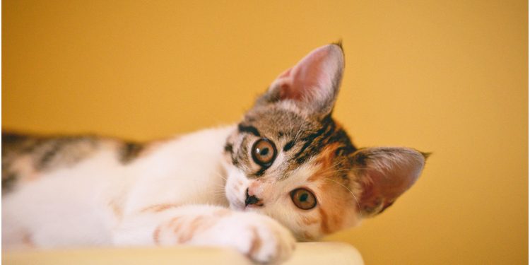 Quando il tuo gatto non ti vuole più bene: scopri alcuni trucchi