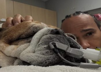 Gli animali d’affezione sono considerati membri della famiglia