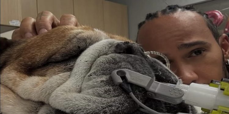 Gli animali d’affezione sono considerati membri della famiglia