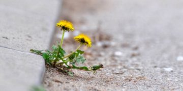 L’architettura della cura