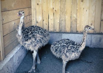 Parco Gjmàla, unica mostra faunistica in Sicilia orientale