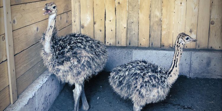 Parco Gjmàla, unica mostra faunistica in Sicilia orientale