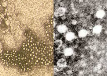 Parvovirosi in cani e gatti: ecco alcuni segreti su diagnosi e terapia