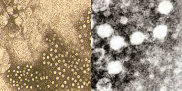 Parvovirosi in cani e gatti: ecco alcuni segreti su diagnosi e terapia