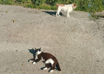 Sbalzi termici forti: come proteggere i nostri animali?