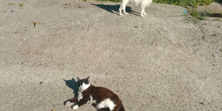 Sbalzi termici forti: come proteggere i nostri animali?