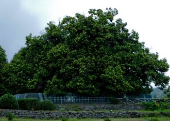 Castagno dei Cento Cavalli, albero plurimillenario e tra i più grandi in Italia