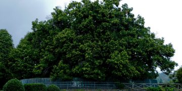Castagno dei Cento Cavalli, albero plurimillenario e tra i più grandi in Italia