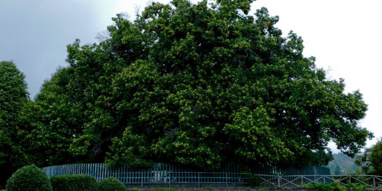 Castagno dei Cento Cavalli, albero plurimillenario e tra i più grandi in Italia