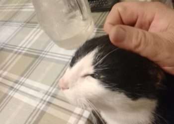 Lo stress fisico dei gatti: come si mostra e cosa fare per loro