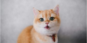 Quando il gatto è felice e giocherellone: cosa dobbiamo tenere in mente?