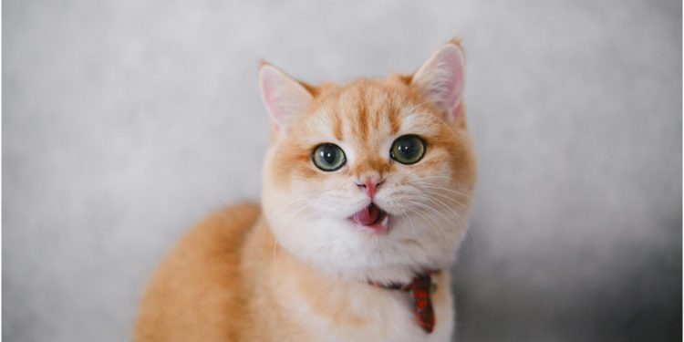 Quando il gatto è felice e giocherellone: cosa dobbiamo tenere in mente?