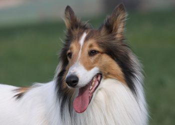 Cani e filariosi: qual è la cura più sicura?